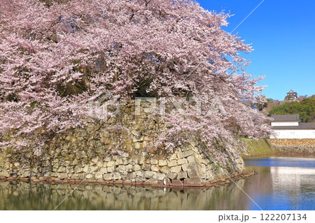 【滋賀県】桜が満開の彦根城天守閣と中堀 【滋賀県】桜が満開の彦根城天守閣と中堀 122207134