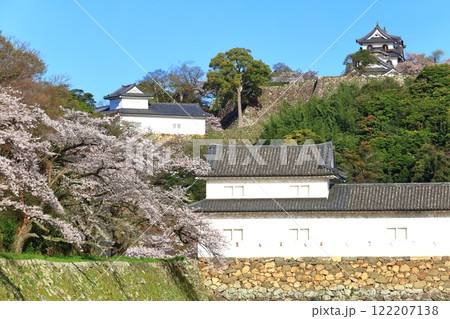 【滋賀県】桜が満開の彦根城天守閣 122207138