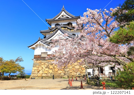 【滋賀県】快晴の彦根城天守閣と満開の桜 122207141