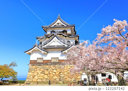 【滋賀県】快晴の彦根城天守閣と満開の桜 122207142