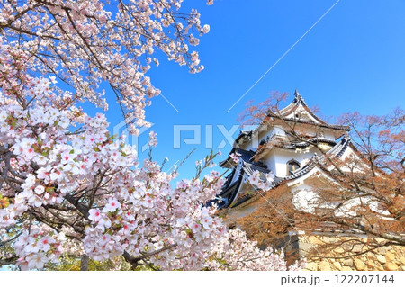 【滋賀県】快晴の彦根城天守閣と満開の桜 122207144