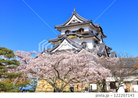【滋賀県】快晴の彦根城天守閣と満開の桜 122207145