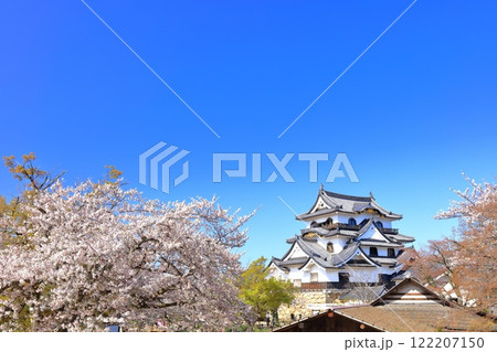 【滋賀県】快晴の彦根城天守閣と満開の桜 【滋賀県】快晴の彦根城天守閣と満開の桜 122207150
