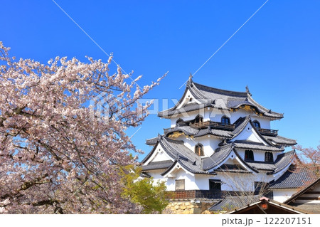 【滋賀県】快晴の彦根城天守閣と満開の桜 【滋賀県】快晴の彦根城天守閣と満開の桜 122207151