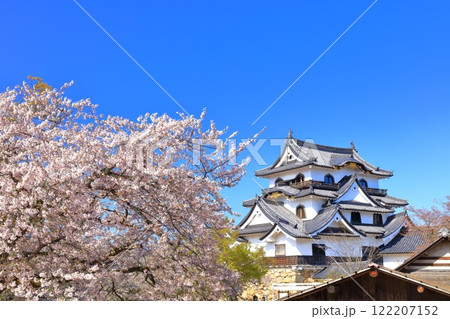 【滋賀県】快晴の彦根城天守閣と満開の桜 【滋賀県】快晴の彦根城天守閣と満開の桜 122207152