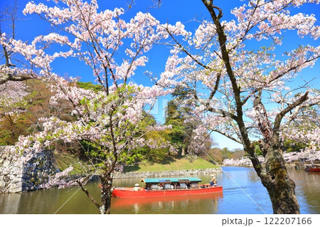 【滋賀県】快晴の彦根城内堀の屋形船と満開の桜 122207166