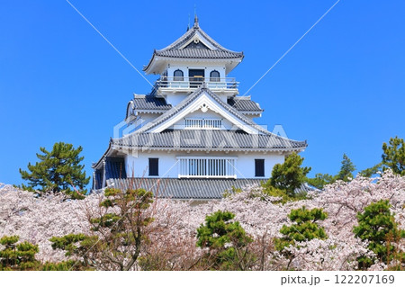【滋賀県】快晴の長浜城天守閣と満開の桜（豊公園） 122207169