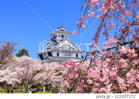 【滋賀県】快晴の長浜城天守閣と満開の桜(豊公園) 【滋賀県】快晴の長浜城天守閣と満開の桜(豊公園) 122207172