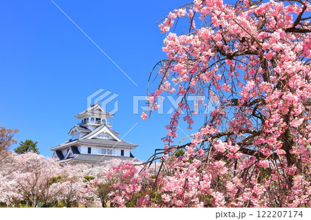 【滋賀県】快晴の長浜城天守閣と満開の桜(豊公園) 【滋賀県】快晴の長浜城天守閣と満開の桜(豊公園) 122207174