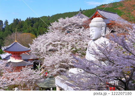 【奈良県】桜が満開の壺阪寺（桜大仏） 122207180
