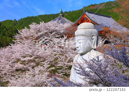 【奈良県】桜が満開の壺阪寺（桜大仏） 122207181