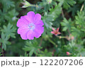 野に咲くユウゲショウ 122207206