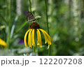 花と蝶 122207208