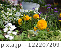 黄色い花 122207209