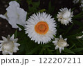 白い花 122207211