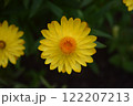 黄色いダリア 122207213