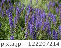 紫色の花が咲いています 122207214