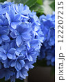 青い紫陽花 122207215