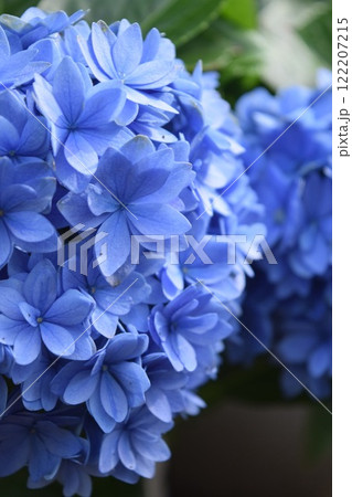 青い紫陽花 122207215