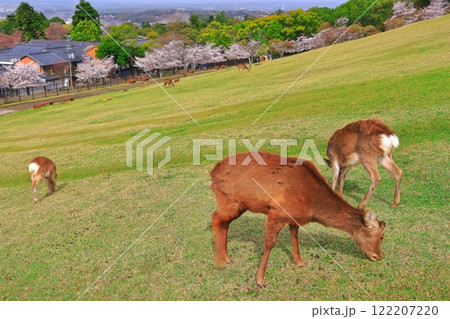 【奈良県】若草山の鹿と桜と東大寺 【奈良県】若草山の鹿と桜と東大寺 122207220
