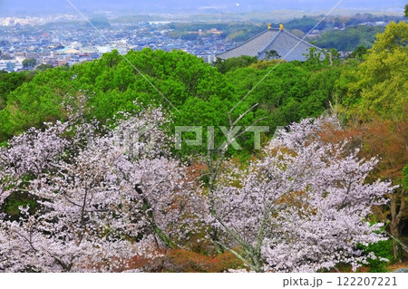 【奈良県】若草山から見た満開の桜と東大寺 122207221