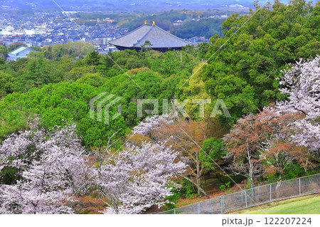 【奈良県】若草山から見た満開の桜と東大寺 122207224