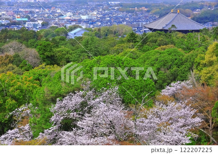 【奈良県】若草山から見た満開の桜と東大寺 122207225