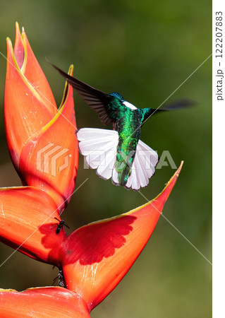 Hummingbird Hummingbird 122207883