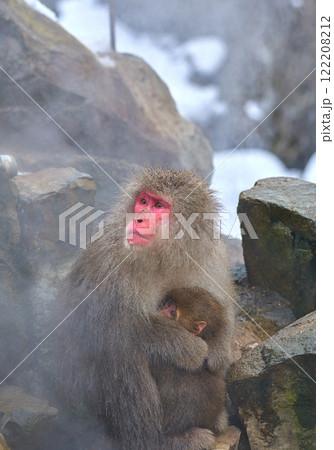 温泉につかる猿 122208212