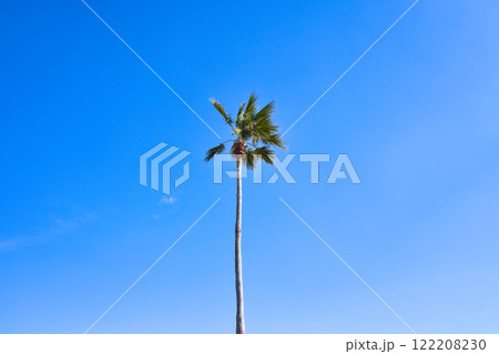 快晴の青い空と風に揺れる海岸のヤシの木 快晴の青い空と風に揺れる海岸のヤシの木 122208230