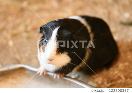 Tricolor guinea pig sits in a cage and eats 122208357