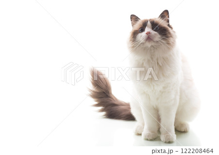 Beautiful Ragdoll cat with white and brown fur, isolated on white background 122208464
