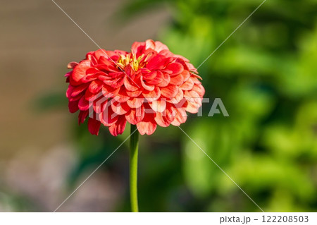 Flower Flower 122208503