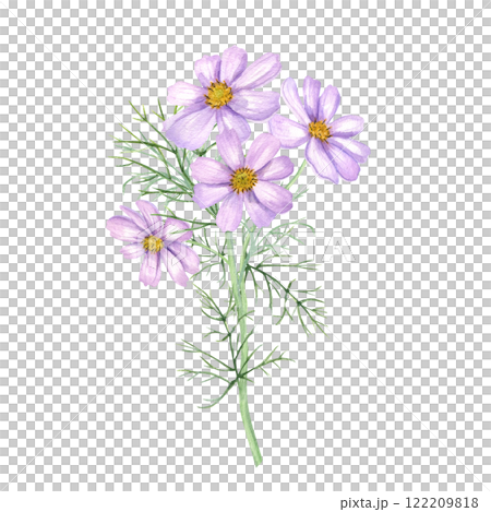 Watercolor pink cosmos flower branch illustration isolated background. Cosmea flowers with leaves on stem. Floral summer, autumn element for design of wedding bouquet, birthday greeting cards. 122209818