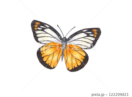 Flying white orange black Butterfly watercolor hand painted illustration. Summer fluttering Sulphur moth insect in realistic style. Beautiful decorative element for zoology book Flying white orange black Butterfly watercolor hand painted illustration. Summer fluttering Sulphur moth insect in realistic style. Beautiful decorative element for zoology book 122209821
