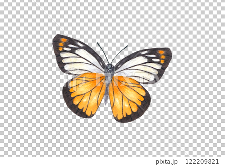 Flying white orange black Butterfly watercolor hand painted illustration. Summer fluttering Sulphur moth insect in realistic style. Beautiful decorative element for zoology book Flying white orange black Butterfly watercolor hand painted illustration. Summer fluttering Sulphur moth insect in realistic style. Beautiful decorative element for zoology book 122209821