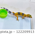 レオパードゲッコウ横から 122209913