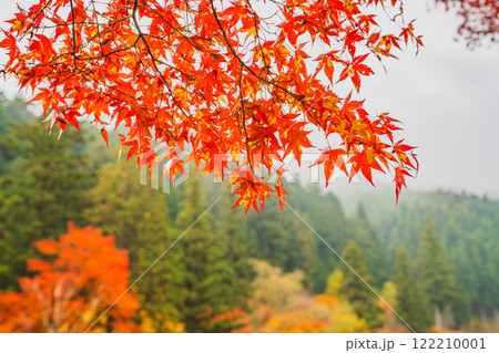 豊田市の大井平公園の赤い紅葉(愛知県) 豊田市の大井平公園の赤い紅葉(愛知県) 122210001