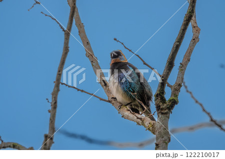 Golden Hooded Tanager Perched on a Branch in Costa Rica 122210017