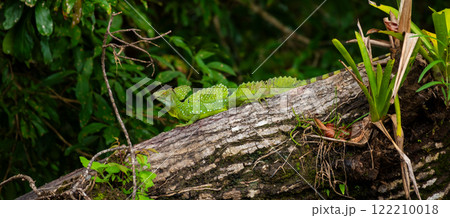 Emerald Green Basilisk Resting on a Tree Trunk in Costa Rica Rainforest Emerald Green Basilisk Resting on a Tree Trunk in Costa Rica Rainforest 122210018