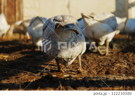 Geese foraging in a muddy field under warm sunlight during the afternoon 122210380