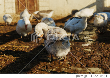Geese foraging in a muddy field under warm sunlight during the afternoon 122210381