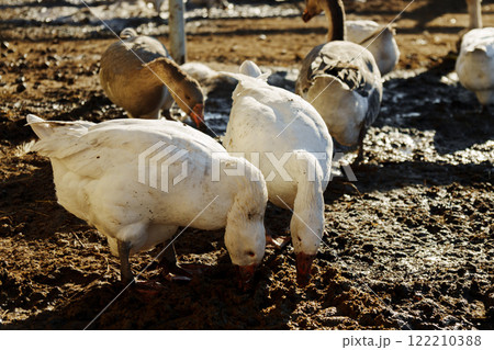 Geese foraging together in a sunlit farmyard setting, showcasing their natural behavior during the late afternoon 122210388