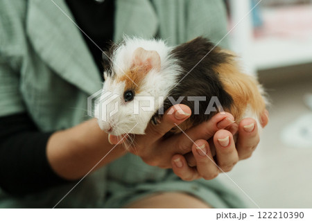 Friendly guinea pig enjoys a lazy afternoon in a warm home environment 122210390