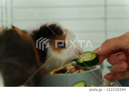 In a cozy corner, a curious guinea pig peeks out of its shelter, excitedly reaching for a refreshing cucumber 122210394