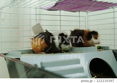 Guinea pig peeks out of its cozy habitat while enjoying a refreshing slice of cucumber in the early 122210397