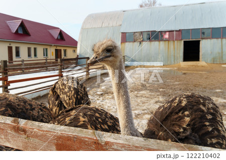 Group of ostriches standing tall and proud next to a sturdy wooden fence, showcasing. 122210402