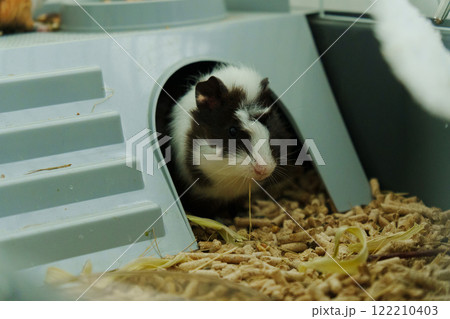 Guinea pig is intently exploring its cage, nibbling on fresh vegetables and enjoying the warmth 122210403
