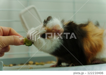 In a cozy corner, a curious guinea pig peeks out of its shelter, excitedly reaching for a refreshing cucumber In a cozy corner, a curious guinea pig peeks out of its shelter, excitedly reaching for a refreshing cucumber 122210406