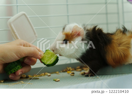 Guinea pig peeks out of its cozy habitat while enjoying a refreshing slice of cucumber in the early Guinea pig peeks out of its cozy habitat while enjoying a refreshing slice of cucumber in the early 122210410